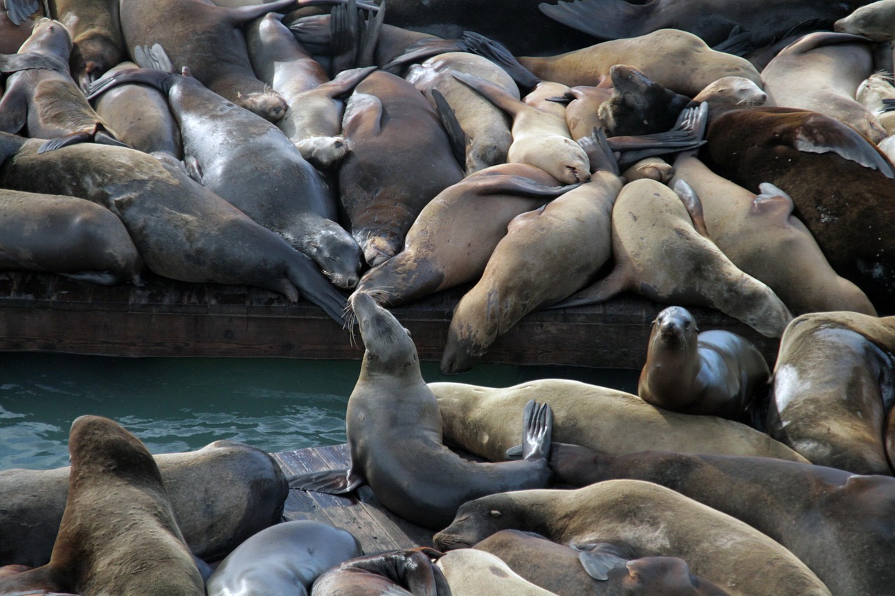 阿凡提哈密瓜:商城平台代理模式