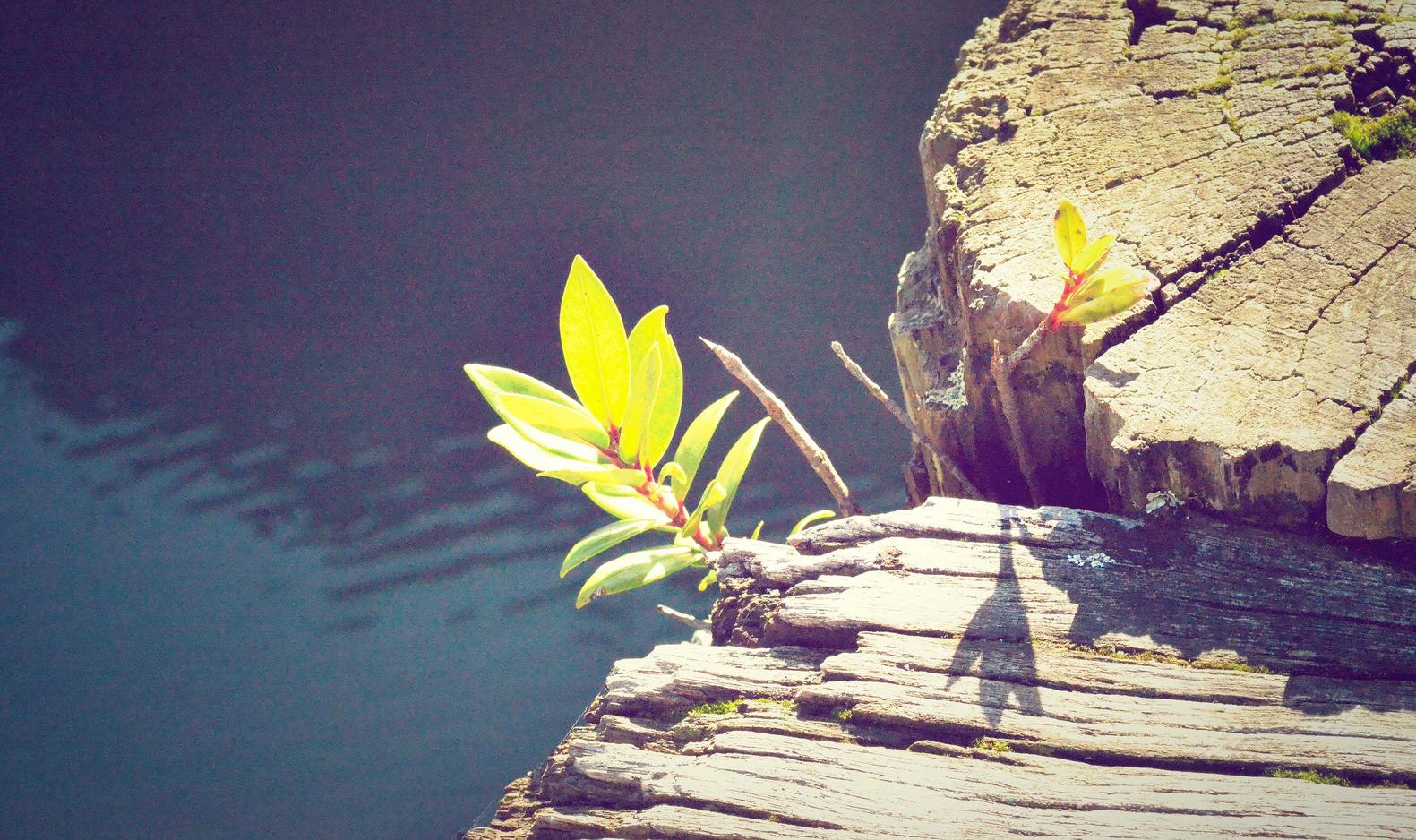 豪利时树叶爆珠：温州单位财税代理平台电话